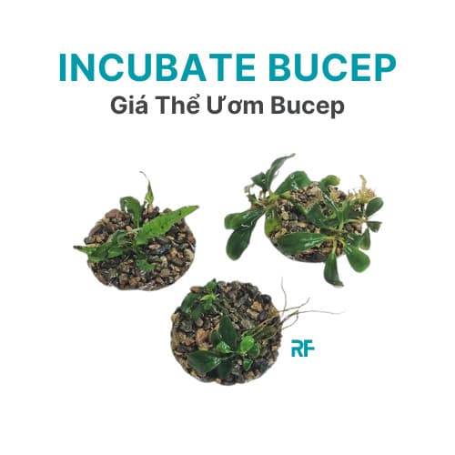 Giá thể ươm bucep, ráy, dương xỉ thủy sinh nhiều kích thước