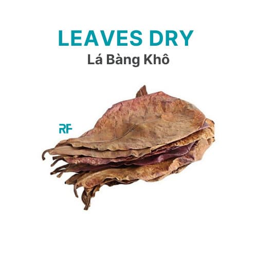 Lá bàng khô thần dược hồ cá thủy sinh và cá Betta (10 lá)