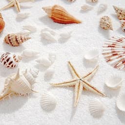 Ốc, sò và sao biển khô trang trí 3