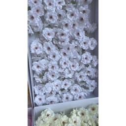 Hoa anh đào, hoa sáp hoa anh đào, hoa anh đào dạng sáp dùng làm quà tặng, trang trí, handmade 3