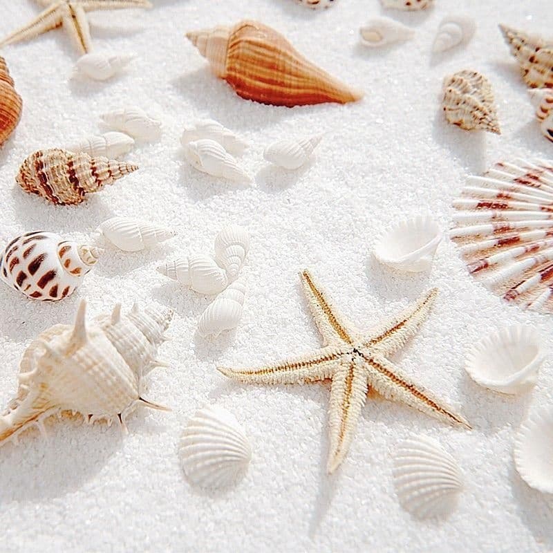 Ốc, sò và sao biển khô trang trí