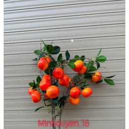 MIỄN SHIP Cành táo, quýt 7 quả hàng loại đẹp trang trí nhà cửa... 5