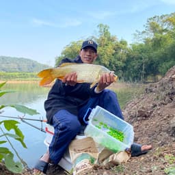 [ NGÔ HỒN LÀO ] NGÔ NGỌT Ủ SẴN HƯƠNG LIỆU, NGÔ NGỌT Ủ SẴN HỒN LÀO - ĐCĐB 3