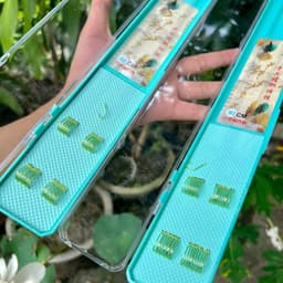 20 bộ thẻo đôi buộc sẵn câu đài nanh sói chuyên câu rô diếc chép 3