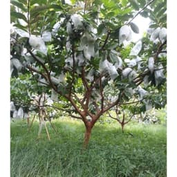 Xốp bọc ổi lồng sẵn 1kg(300 cái) chống côn trùng - đi đơn tối đa 2kg/ đơn 6