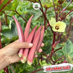 Hạt giống Đậu Bắp Đỏ Lùn F1 Siêu Trái, Ăn Giòn Ngon, Kháng Sâu Bệnh Tốt, Trồng Quanh Năm - Hạt Giống Nhà Nông 1