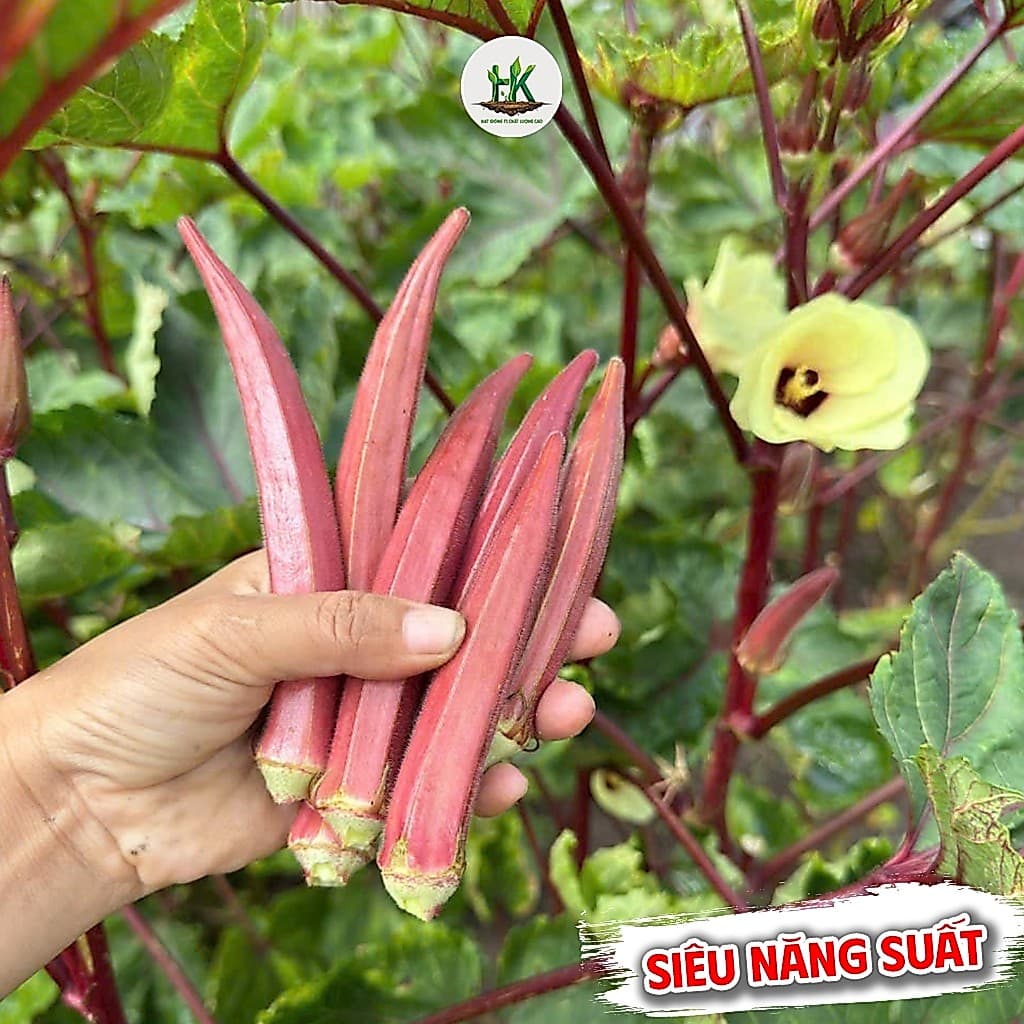 Hạt giống Đậu Bắp Đỏ Lùn F1 Siêu Trái, Ăn Giòn Ngon, Kháng Sâu Bệnh Tốt, Trồng Quanh Năm - Hạt Giống Nhà Nông