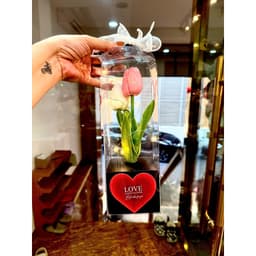 🌷 Combo SỈ -  Hộp Hoa Tulip Hộp Trong Suốt Kèm Đèn Led – Quà Tặng 💖 Ngọt Ngào &amp; Ý Nghĩa 🌷 2