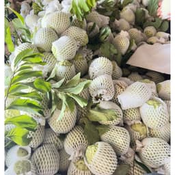 Xốp bọc ổi lồng sẵn 1kg(300 cái) chống côn trùng - đi đơn tối đa 2kg/ đơn 5