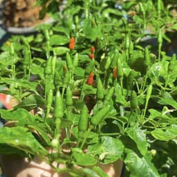 Hạt giống Ớt Xiêm Rừng Siêu Trái 2g (50 hạt) - Dễ trồng, sinh trưởng khỏe, năng suất vượt trội. 5
