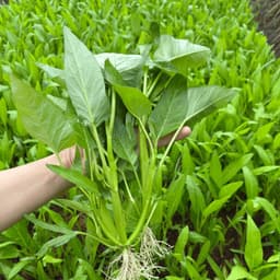 Hạt giống Rau Muống Ba Chạc 10g - Dễ trồng, nhanh thu hoạch, cây khỏe quanh năm 1