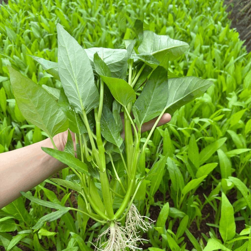 Hạt giống Rau Muống Ba Chạc 10g - Dễ trồng, nhanh thu hoạch, cây khỏe quanh năm