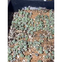 [mieugarden] Conophytum Tim viền hồng Meyeri | Form trái tim | Size mini & bụi nhiều đầu 6