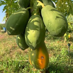 Hạt Giống Đu Đủ Lùn Ruột Đỏ Thái Lan (Gói 2g, 20 Hạt) - Dễ Trồng, Trái To, Ngọt Ngào, Năng Suất Cao! 3
