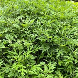 Hạt Giống Rau Ngải Cứu (1g ~ 500 Hạt) - Dễ Trồng, Sinh Trưởng Mạnh Mẽ 5