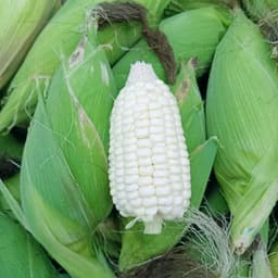 Hạt giống Bắp Nếp Nù Sữa Siêu Dẻo - 100g, Dễ Trồng, Sinh Trưởng Mạnh, Ngon Ngọt Thơm Phức 2