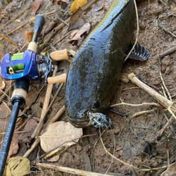 Combo Phụ Kiện Câu Lure Đầy Đủ – Dây PE, Mồi Lure Tùy Chọn, Leader, Khóa Snap, Chụp Chì, Khóa Số 8 3