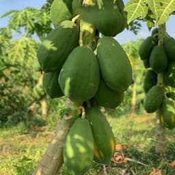 Hạt Giống Đu Đủ Lùn Ruột Đỏ Thái Lan (Gói 2g, 20 Hạt) - Dễ Trồng, Trái To, Ngọt Ngào, Năng Suất Cao! 4