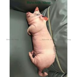 Gối Ôm Heo Hồng 3D Siêu Mềm Dễ Thương – Gối Ôm Ngủ Kích Thước 60cm và 40cm Giúp Bạn Có Giấc Ngủ Ngon 7