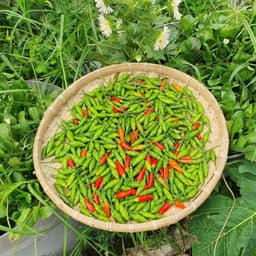 Hạt giống Ớt Xiêm Rừng Siêu Trái 2g (50 hạt) - Dễ trồng, sinh trưởng khỏe, năng suất vượt trội. 3