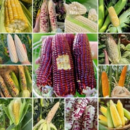 Hạt Giống Bắp Ngon: Ngô Tím, Ngô Cẩm Hồng, Ngô Ngọt, Ngô Nếp Sữa, Ngô Nếp Nù - Dẻo Ngọt, Bắp To, Thơm Lừng 4