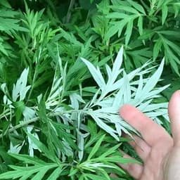 Hạt Giống Rau Ngải Cứu (1g ~ 500 Hạt) - Dễ Trồng, Sinh Trưởng Mạnh Mẽ 2