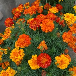Giống Hoa Nhiều Màu Dễ Trồng - Hướng Dẫn Trồng Hoa Nở Suốt Năm 6