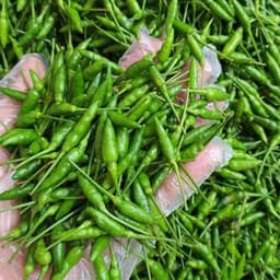 Hạt giống Ớt Xiêm Rừng Siêu Trái 2g (50 hạt) - Dễ trồng, sinh trưởng khỏe, năng suất vượt trội. 4