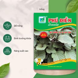 "Hạt giống Tía Tô Bắc Cao Sản 2g - Dễ trồng, sinh trưởng mạnh, năng suất vượt trội" 3