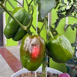 Hạt giống Ớt Chuông F1 Siêu Trái (Gói 1g ~ 15 Hạt) Dễ Trồng, Khỏe Mạnh, Kháng Bệnh Tốt Nhất 4