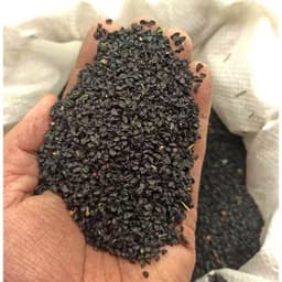 Hạt Giống Hành Hương Bốn Mùa (Gói 2g ~ 1000 Hạt) Dễ Trồng, Khỏe Mạnh, Phát Triển Suốt Năm 3
