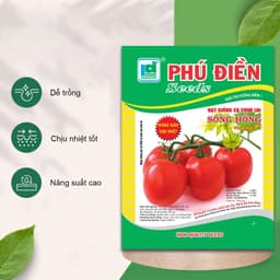 Hạt giống cà chua chịu nhiệt siêu đậu quả - Dễ trồng, năng suất cao, trồng quanh năm (Gói 30 hạt) 6
