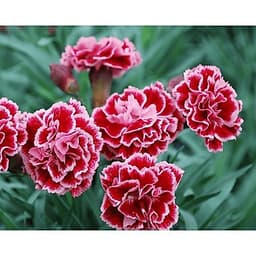 Hạt Giống Hoa Cẩm Chướng Kép Mix Đủ Màu Cực Dễ Nảy Mầm 4