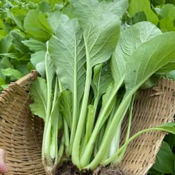 Hạt giống cải ngọt chịu nắng mưa - Dễ trồng, thu hoạch nhanh (Gói 20g ~ 4000 hạt) 3