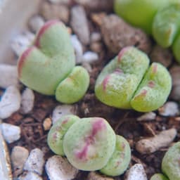 [mieugarden] Conophytum Tim viền hồng Meyeri | Form trái tim | Size mini & bụi nhiều đầu 5