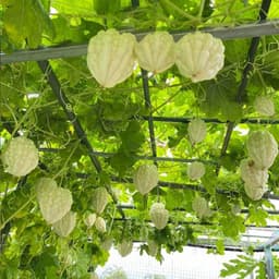 Hạt Giống Khổ Qua Trái Tim Trắng F1 - Gói 5 Hạt Nhập Khẩu Đài Loan Chất Lượng Cao 3