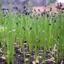 Hạt Giống Hành Hương Bốn Mùa (Gói 2g ~ 1000 Hạt) Dễ Trồng, Khỏe Mạnh, Phát Triển Suốt Năm 1