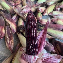 Hạt giống Bắp Tím Thái Lan 15G - Ngọt, Dẻo, Dễ Trồng, Năng Suất Cao 3