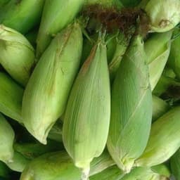 Hạt giống Bắp Nếp Nù Sữa Siêu Dẻo - 100g, Dễ Trồng, Sinh Trưởng Mạnh, Ngon Ngọt Thơm Phức 4
