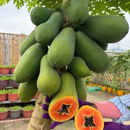 Hạt Giống Đu Đủ Lùn Ruột Đỏ Thái Lan (Gói 2g, 20 Hạt) - Dễ Trồng, Trái To, Ngọt Ngào, Năng Suất Cao! 2