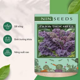 Hạt giống Cải Kale Xoăn Tím 200 hạt: Dễ trồng, sinh trưởng khỏe, chịu nhiệt tốt 2