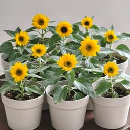 Giống Hoa Nhiều Màu Dễ Trồng - Hướng Dẫn Trồng Hoa Nở Suốt Năm 2