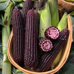 Hạt giống Bắp Tím Thái Lan 15G - Ngọt, Dẻo, Dễ Trồng, Năng Suất Cao 4
