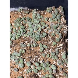 [mieugarden] Conophytum Tim viền hồng Meyeri | Form trái tim | Size mini & bụi nhiều đầu 8