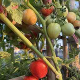 Hạt giống cà chua chịu nhiệt siêu đậu quả - Dễ trồng, năng suất cao, trồng quanh năm (Gói 30 hạt) 4