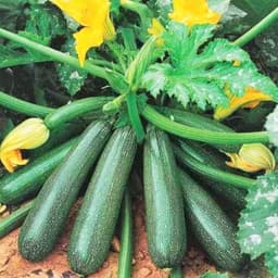 Hạt giống bí ngòi xanh F1 (10 hạt) dễ trồng, chịu nhiệt tốt, năng suất cao, phù hợp cho mọi vườn rau. 3