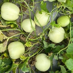 [Gói 30 Hạt] Hạt Giống Dưa Lê Chịu Nhiệt F1 Siêu Trái, Siêu Ngọt, Dễ Trồng, Trồng Quanh Năm 4