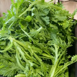 Hạt giống Cải Cúc Nếp 20g - Dễ trồng, kháng sâu bệnh, nhanh thu hoạch, năng suất cao. 5