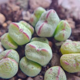 [mieugarden] Conophytum Tim viền hồng Meyeri | Form trái tim | Size mini & bụi nhiều đầu 2