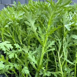 Hạt giống Cải Cúc Nếp 20g - Dễ trồng, kháng sâu bệnh, nhanh thu hoạch, năng suất cao. 7